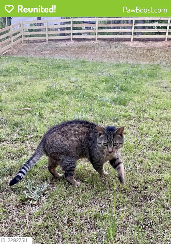 Reunited Male Cat last seen Goldmine Rd, Old Brock Rd & Crossroads Church Rd, Rockmart, GA 30153