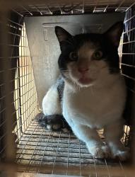 Shelter Stray Male Cat last seen Near BLOCK GRANT ST - BEHIND THE STORE, 12155 Park Blvd, Brighton, CO 80601, USA
