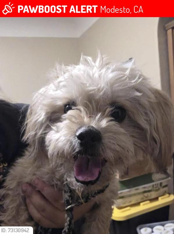 Lost Female Dog last seen Shadow Ridge and Valley Wind Way, Modesto, CA 95351