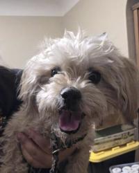 Lost Female Dog last seen Shadow Ridge and Valley Wind Way, Modesto, CA 95351