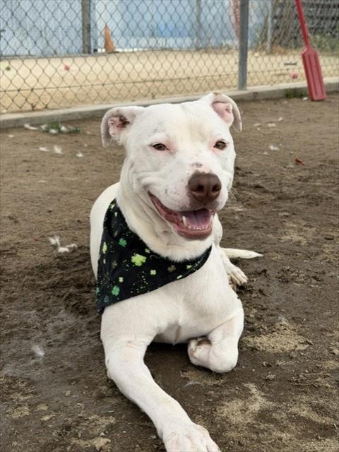 Shelter Stray Male Dog last seen Near BLOCK BODFISH CANYON RD, BODFISH CA 93205, 3951 Fruitvale Ave, Bakersfield, CA 93308, USA