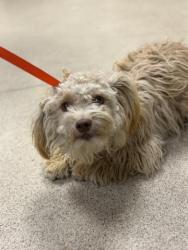 Shelter Stray Female Dog last seen TYRELITE/ JURUPA AVE JURUPA VALLEY CA 92509, 6851 Van Buren Boulevard, Jurupa Valley, CA 92509, USA
