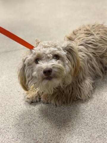 Shelter Stray Female Dog last seen TYRELITE/ JURUPA AVE JURUPA VALLEY CA 92509, 6851 Van Buren Boulevard, Jurupa Valley, CA 92509, USA