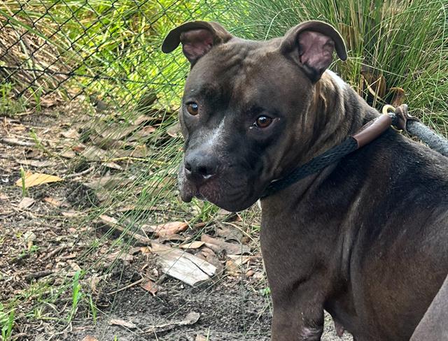 Shelter Stray Female Dog last seen Near BLOCK MC MILLAN, 2020 Forest St, Jacksonville, FL 32204, USA