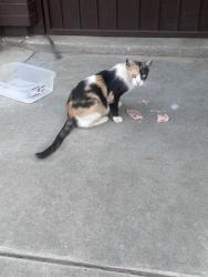 Found/Stray Female Cat last seen E Olive AVE, Madera, CA 93638