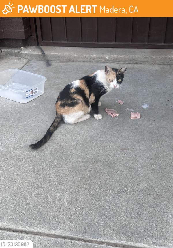 Found/Stray Female Cat last seen E Olive AVE, Madera, CA 93638