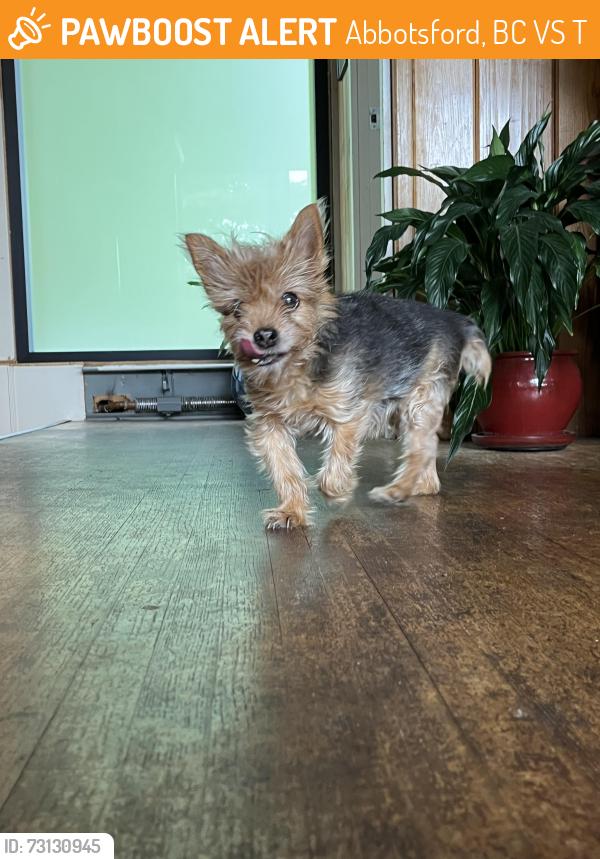 Found/Stray Female Dog last seen fraser st, Abbotsford, BC V2S 6T8