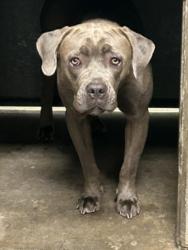 Shelter Stray Female Dog last seen , 14409 Vanowen St, Van Nuys, CA 91405, USA