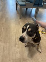 Shelter Stray Female Dog last seen DIXIE FARM RD, 8311 Freedom Dr, Pearland, TX 77581, USA