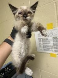 Shelter Stray Male Cat last seen SEAVEY CIR & MCCLATCHY WAY, 2127 Front St, Sacramento, CA 95818, USA