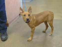Shelter Stray Male Dog last seen GREENBACK LN/FAIR OAKS BLVD, 95628, 3839 Bradshaw Rd, Sacramento, CA 95827, USA
