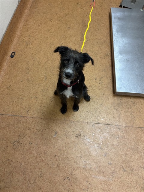 Shelter Stray Male Dog last seen FLORIN RD/ EAST PKWY,95823, 3839 Bradshaw Rd, Sacramento, CA 95827, USA
