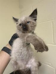 Shelter Stray Male Cat last seen SEAVEY CIR & MCCLATCHY WAY, 2127 Front St, Sacramento, CA 95818, USA
