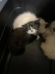 Shelter Stray Male Cat last seen SEAVEY CIR & MCCLATCHY WAY, 2127 Front St, Sacramento, CA 95818, USA