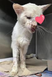 Shelter Stray Male Cat last seen Near BLOCK SINCLAIR, 4710 TX-151, San Antonio, TX 78227, USA