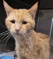 Shelter Stray Male Cat last seen QUICKSILVER, 4710 TX-151, San Antonio, TX 78227, USA