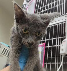 Shelter Stray Female Cat last seen Near BLOCK LORENE ST, 4710 TX-151, San Antonio, TX 78227, USA