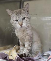 Shelter Stray Male Cat last seen Near BLOCK N HEIN, 4710 TX-151, San Antonio, TX 78227, USA