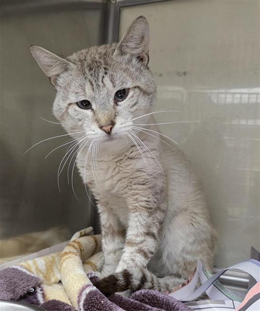 Shelter Stray Male Cat last seen Near BLOCK N HEIN, 4710 TX-151, San Antonio, TX 78227, USA
