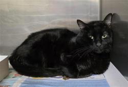 Shelter Stray Male Cat last seen Near BLOCK W THEO AVE, 4710 TX-151, San Antonio, TX 78227, USA