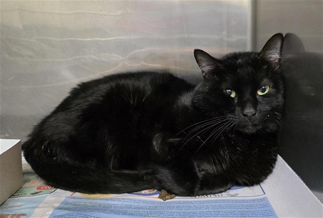 Shelter Stray Male Cat last seen Near BLOCK W THEO AVE, 4710 TX-151, San Antonio, TX 78227, USA