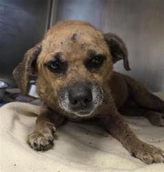 Shelter Stray Female Dog last seen Near BLOCK DIVISION, 4710 TX-151, San Antonio, TX 78227, USA