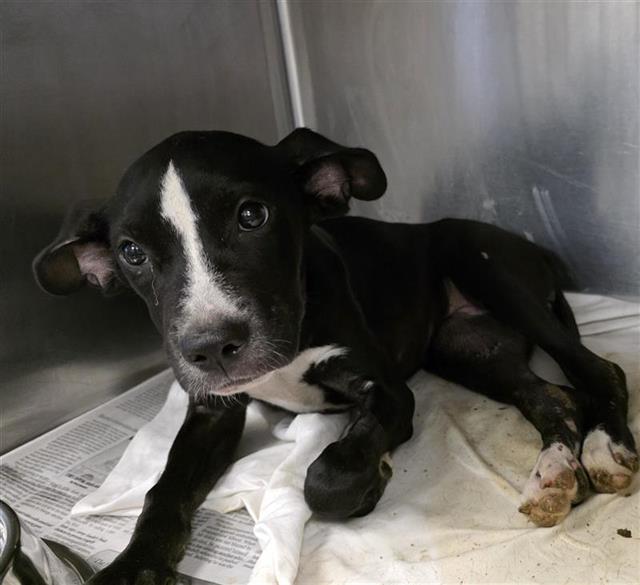 Shelter Stray Female Dog last seen Near BLOCK S FLORES, 4710 TX-151, San Antonio, TX 78227, USA