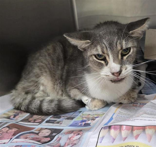 Shelter Stray Male Cat last seen Near BLOCK GARY COOPER DR, 4710 TX-151, San Antonio, TX 78227, USA