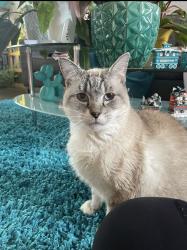 Reunited Male Cat last seen Woodworth ave, Modesto, CA 95351