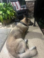 Found/Stray Female Dog last seen Near Bellhaven Rd, Anderson, SC 29621