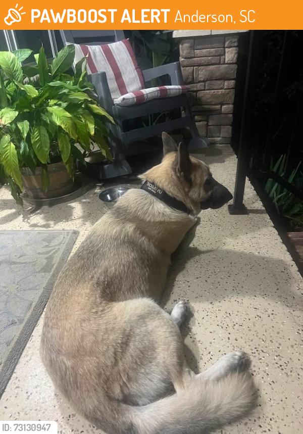 Found/Stray Female Dog last seen Near Bellhaven Rd, Anderson, SC 29621