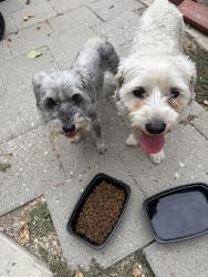 Reunited Unknown Dog last seen Lynwood High School on Imperial, Lynwood, CA 90262