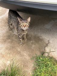 Reunited Male Cat last seen CCCTI, Hudson, NC 28638