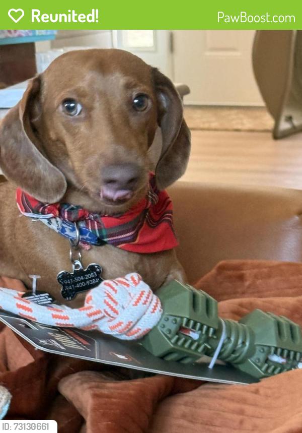 Reunited Male Dog last seen Thornhill and Sandia, Port St. Lucie, FL 34983