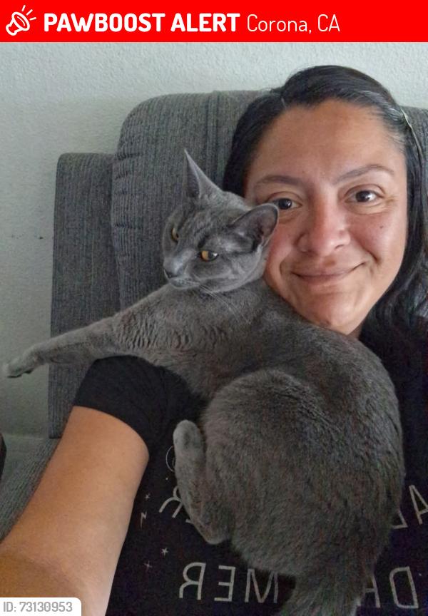 Lost Female Cat last seen Main St and Rincon St Artisan at Main Street Metro, Corona, CA 92878