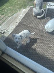 Reunited Female Dog last seen E Bankhead, Aledo, TX 76008