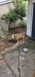 Found/Stray Female Dog last seen Willowbend Blvd & Hillcroft Ave, Houston, TX 77096