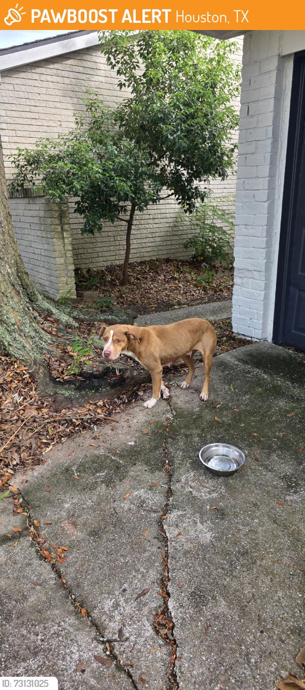 Found/Stray Female Dog last seen Willowbend Blvd & Hillcroft Ave, Houston, TX 77096