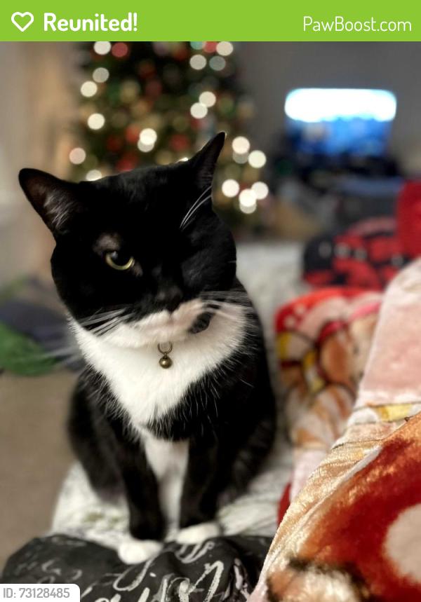 Reunited Male Cat last seen Near 1060 Helms Street, Rock Hill, SC 29732