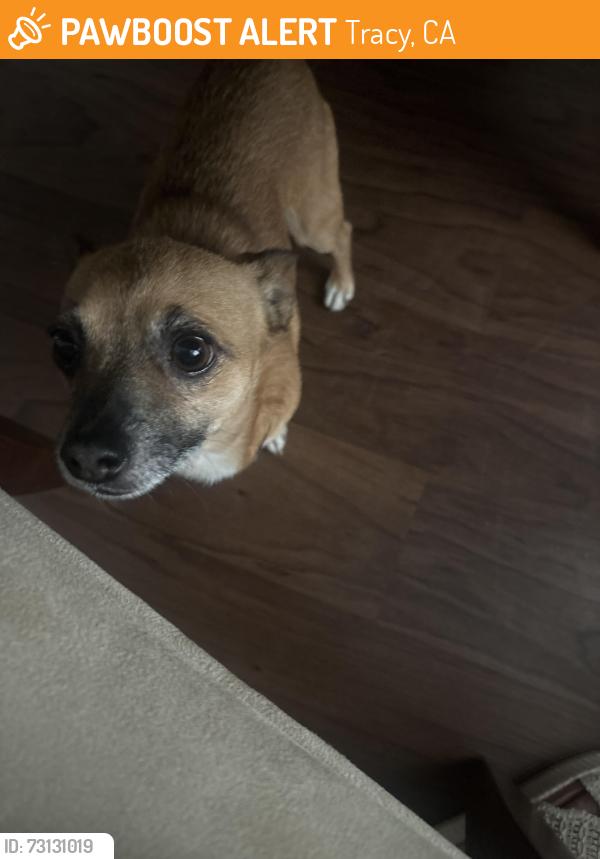 Found/Stray Male Dog last seen East st, Tracy, CA 95376