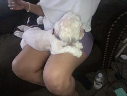 Reunited Female Dog last seen S. Belvoir blvd, South Euclid, OH 44121