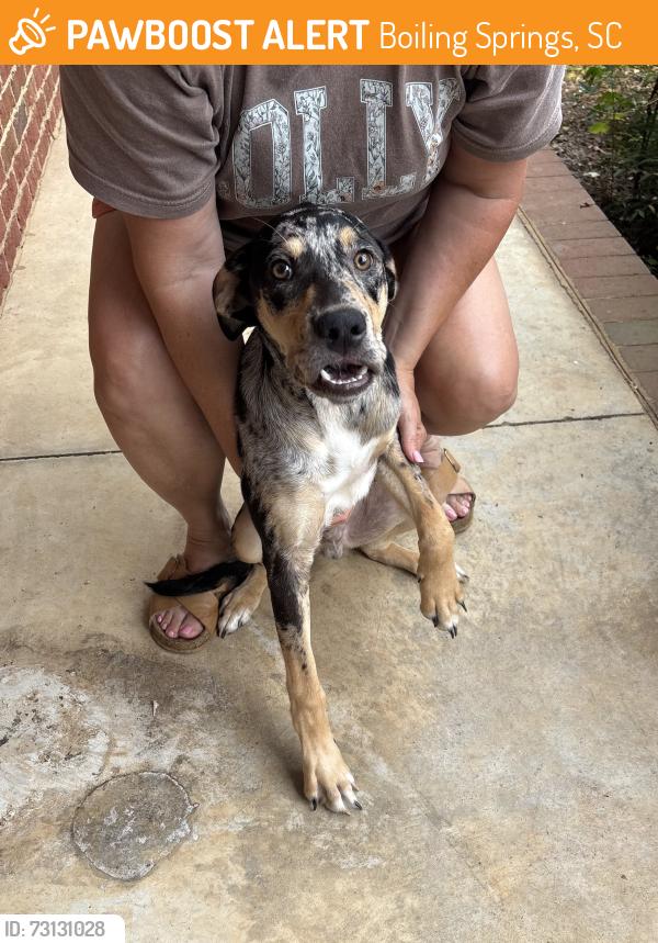 Found/Stray Male Dog last seen Near old furnace road near CJ’s resturant, Boiling Springs, SC 29316