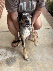 Found/Stray Male Dog last seen Near old furnace road near CJ’s resturant, Boiling Springs, SC 29316