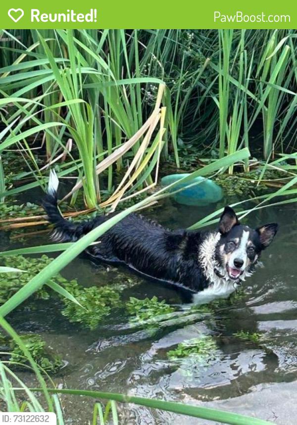 Reunited Female Dog last seen Colfax and Laredo, Aurora, CO 80011