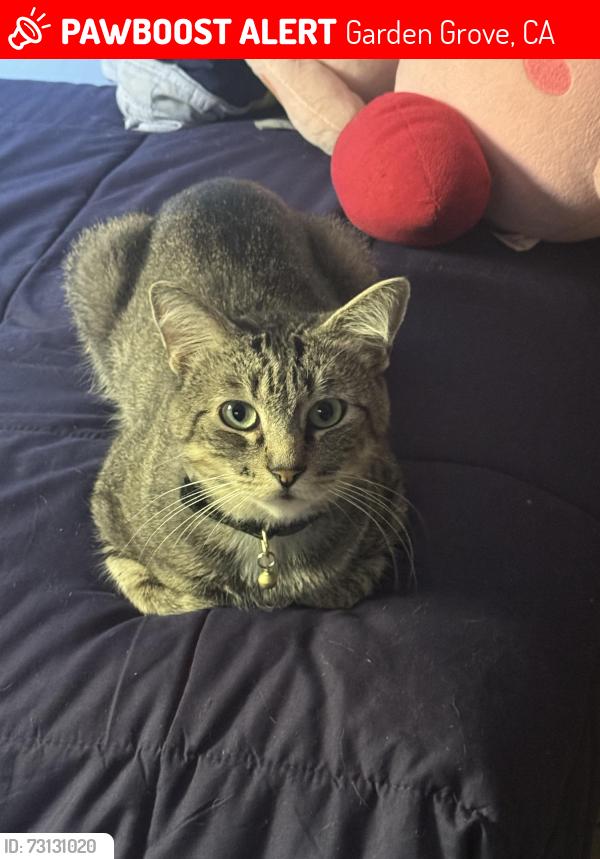 Lost Male Cat last seen Trask and brookhurst, Garden Grove, CA 92843