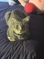 Lost Male Cat last seen Trask and brookhurst, Garden Grove, CA 92843