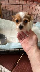 Reunited Male Dog last seen Sgoda Rd and I-16, Twiggs County, GA 31020
