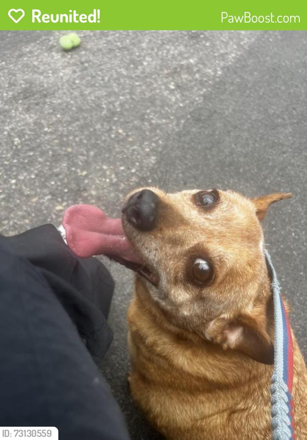Reunited Male Dog last seen Mount Caramel Church, San Diego, CA 92129