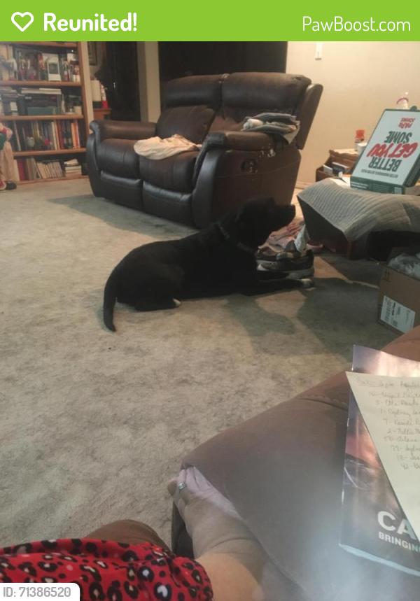 Reunited Male Dog last seen Mile section near Broken Arrow high school, Broken Arrow, OK 74012