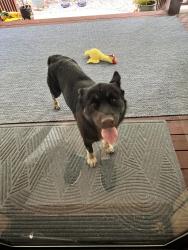 Reunited Male Dog last seen Near Williamson creek road Pisgah Forest NC, Pisgah Forest, NC 28768